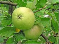 Apfel 7