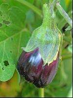 Aubergine 8
