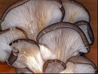 Austernpilz 1