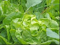 Kopfsalat 3