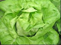 Kopfsalat 2