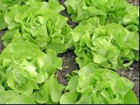 Kopfsalat 1