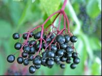 Holunderbeere 3