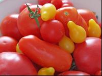Tomatenvielfalt 2