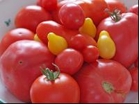 Tomatenvielfalt 1