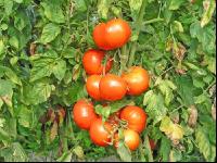 Tomate 4