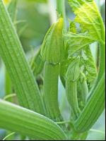 Zucchini 6