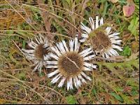 Silberdistel 3