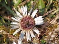 Silberdistel 4