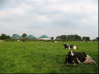 Holstein Weide 38