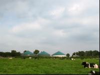 Holstein Weide 39