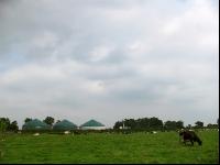 Holstein Weide 40