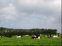 Holstein Weide 37