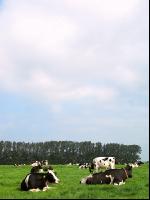 Holstein Weide 36