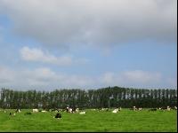 Holstein Weide 33
