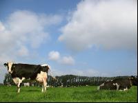 Holstein Weide 32