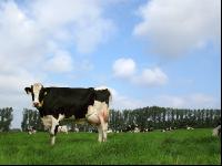 Holstein Weide 31