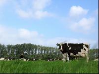 Holstein Weide 29