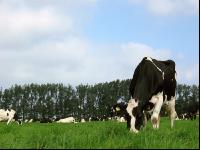 Holstein Weide 27