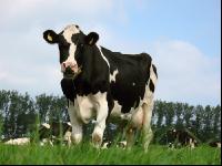 Holstein Weide 25