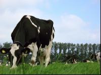 Holstein Weide 24