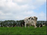 Holstein Weide 23