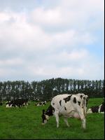 Holstein Weide 22