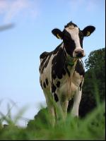 Holstein Weide 21