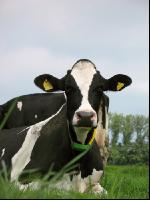 Kuhprotrait Holstein 1
