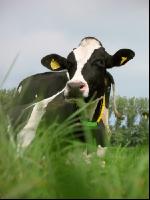Holstein Weide 19