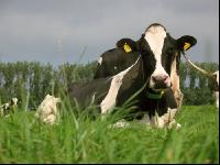 Holstein Weide 10