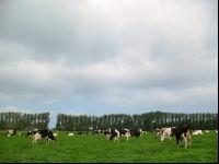 Holstein Weide 18