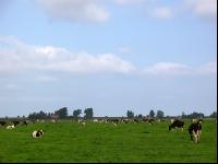 Holstein Weide 16
