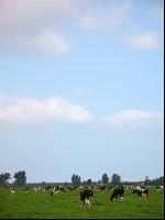 Holstein Weide 15