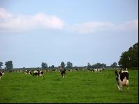 Holstein Weide 13
