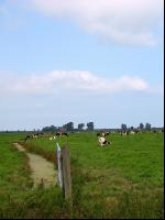 Holstein Weide 12