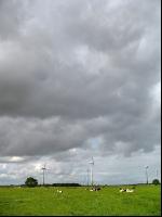 Holstein Weide 11