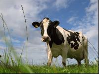Holstein Weide 9