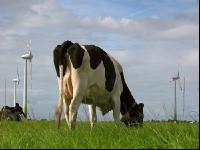 Holstein Weide 7