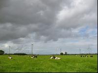 Holstein Weide 5