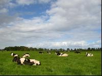 Holstein Weide 4