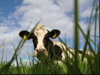 Holstein Weide 1