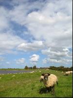 Schafe Nordseeküste 3