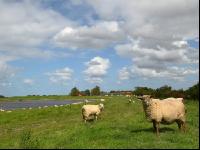 Schafe Nordseeküste 4