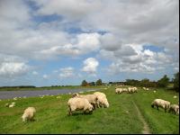 Schafe Nordseeküste 8