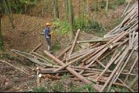 Forstarbeiter 1