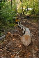 Holzbringung 2