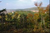 Mischwald 10