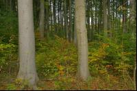Mischwald 1