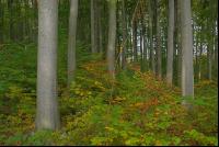 Mischwald 2